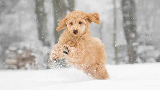 4 Winter Safety Tips for Dogs in Snow