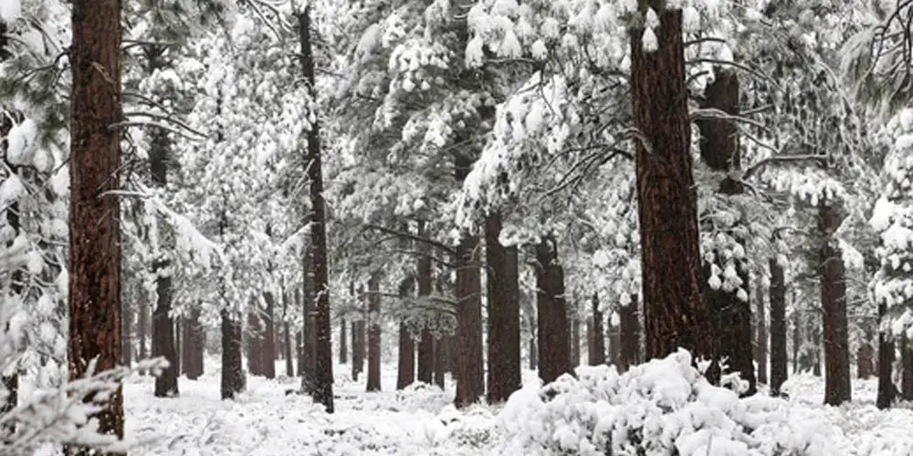 The 5 Phases of Snow